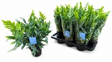 Phlebodium Aureum Blue Star • črepník 14 cm
