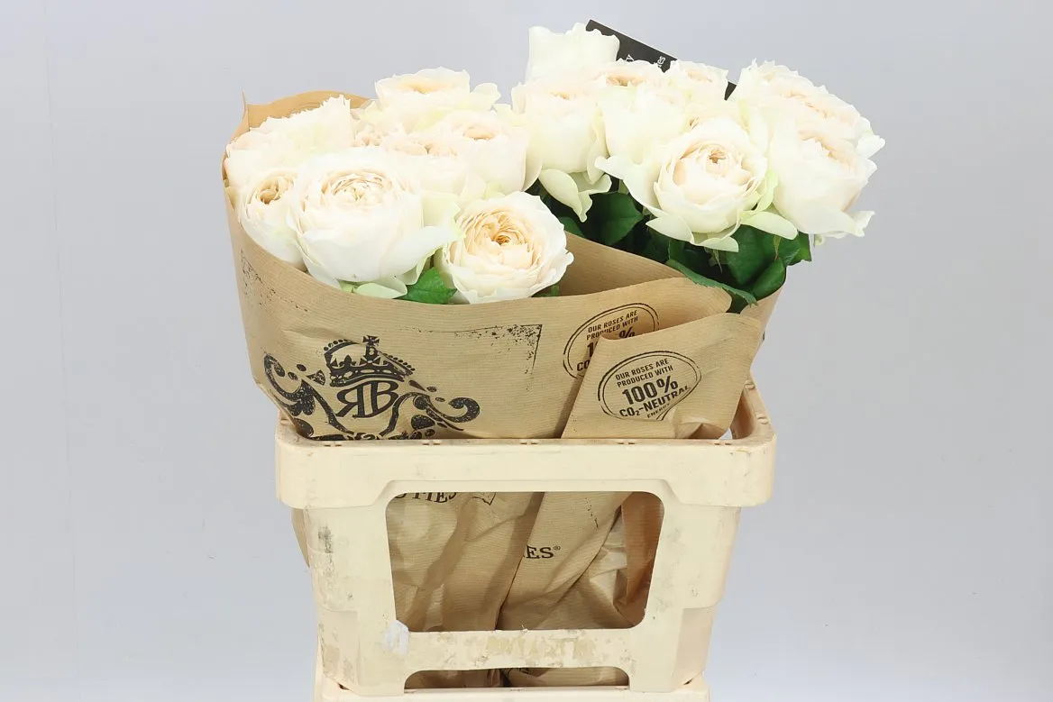 Rosa Gar Shade Of Beige! • 60 cm