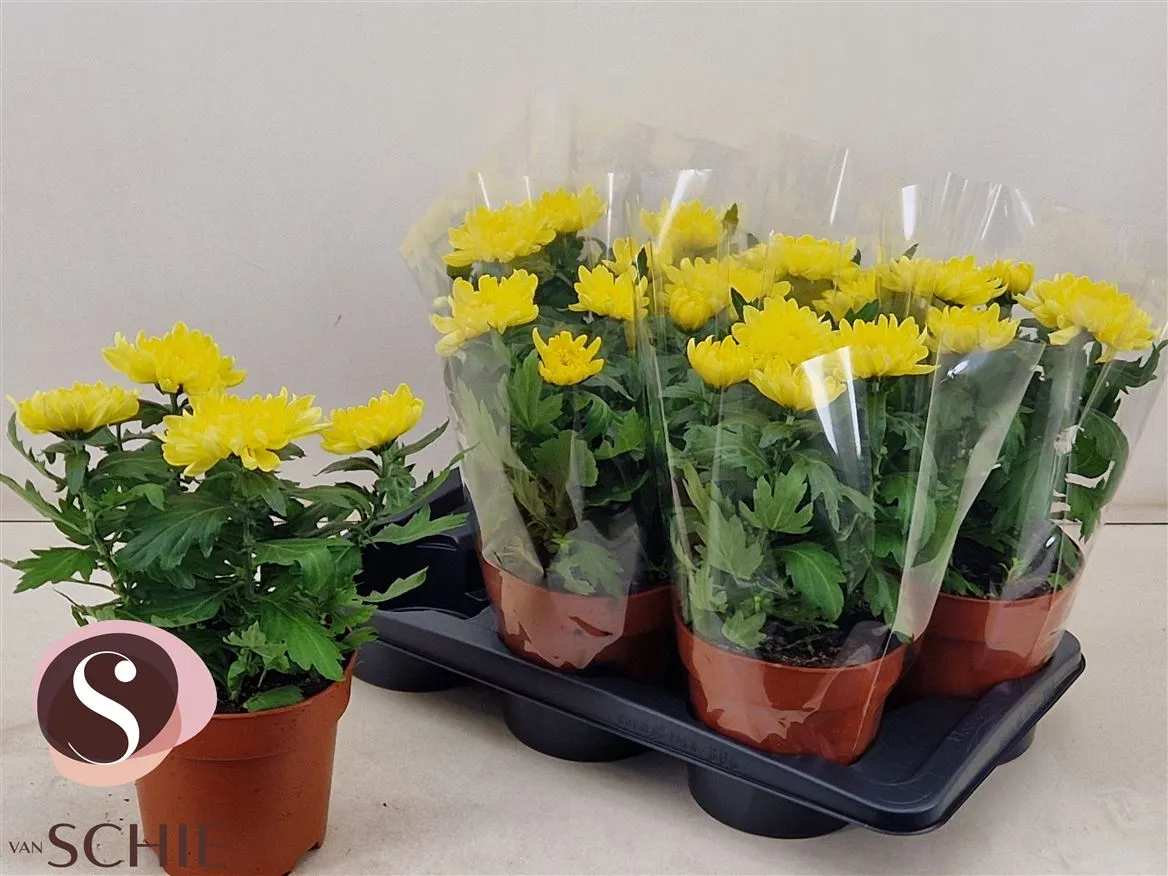 Chrysanth Zembla Geel • črepník 17 cm