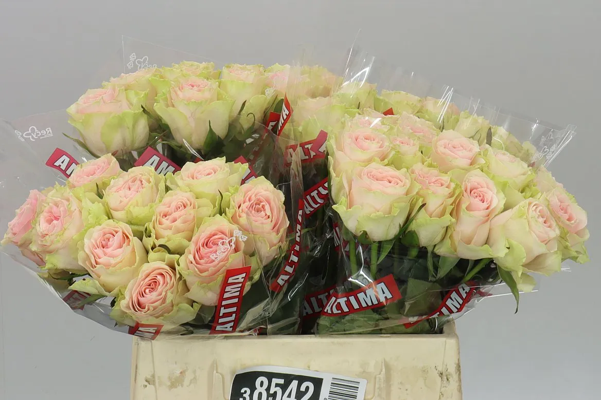 Rosa Gr Frutetto • 40 cm
