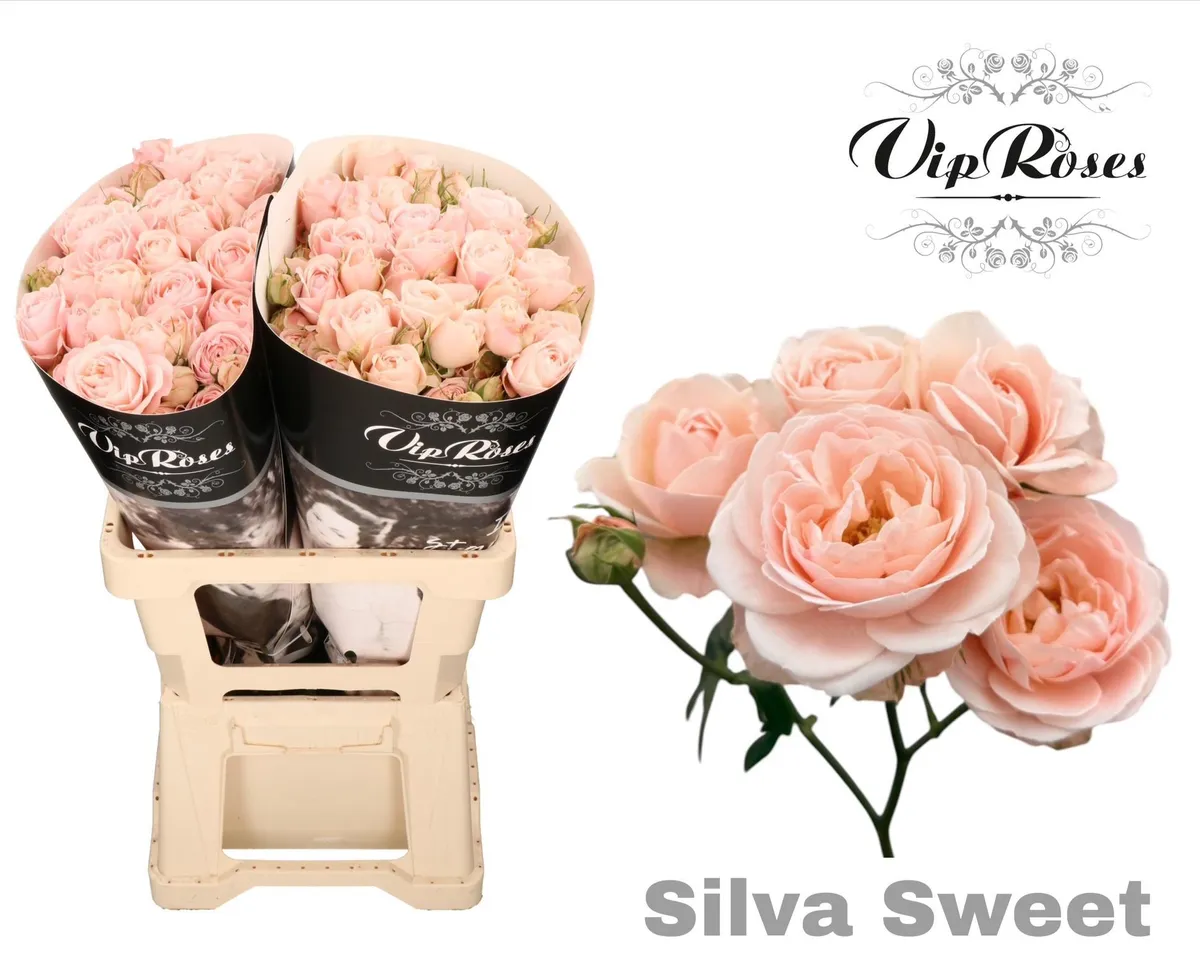 R Tr Silva Sweet+ • 60 cm