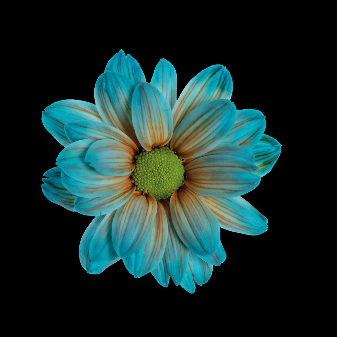 Chryzantéma trsová Kennedy Blue Bay • 70 cm