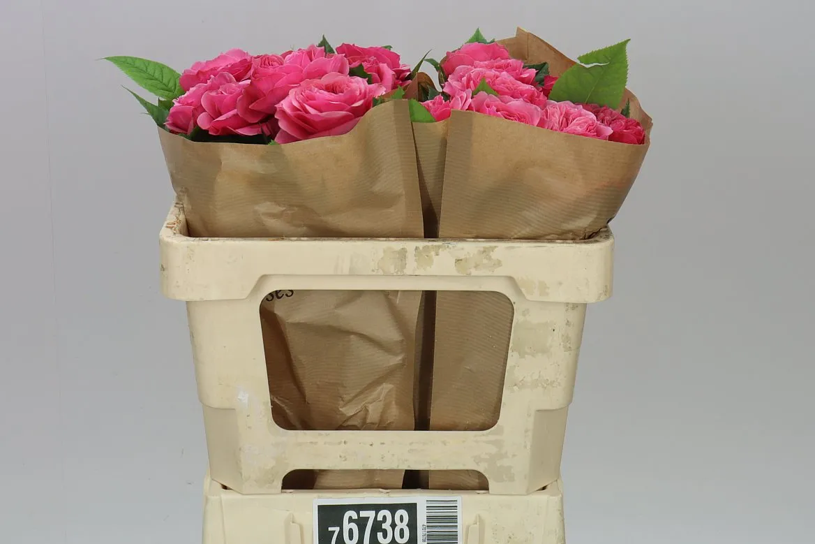 Rosa Gar Middleton! • 50 cm