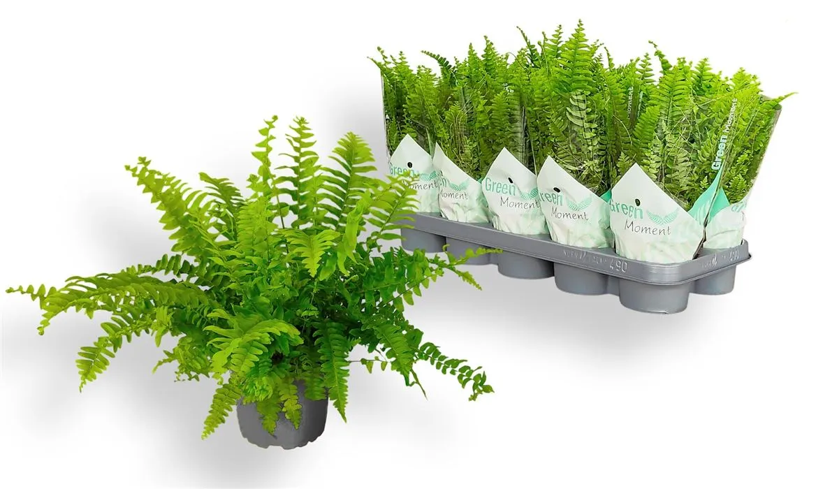 Nephrolepis Green Moment • črepník 12 cm