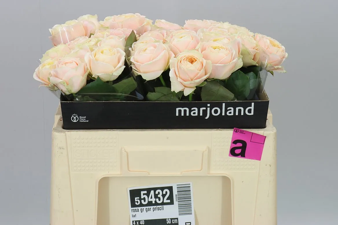 Rosa Gar Priscilla! • 50 cm