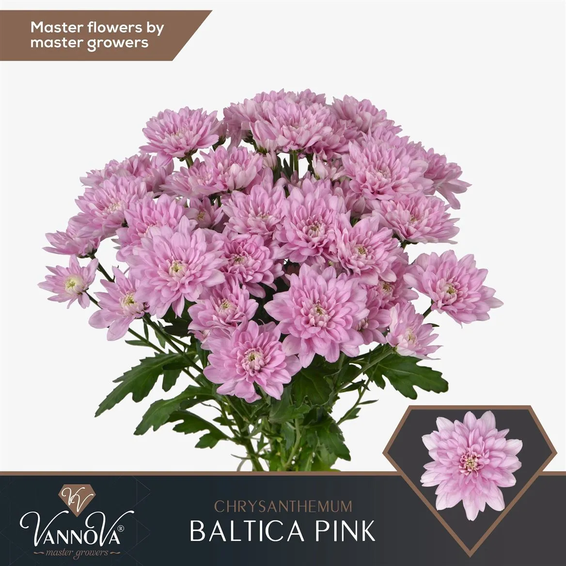 Chr T Baltica Pink • 70 cm