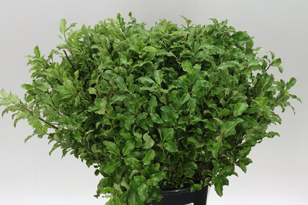 Pittosporum Green • 55 cm