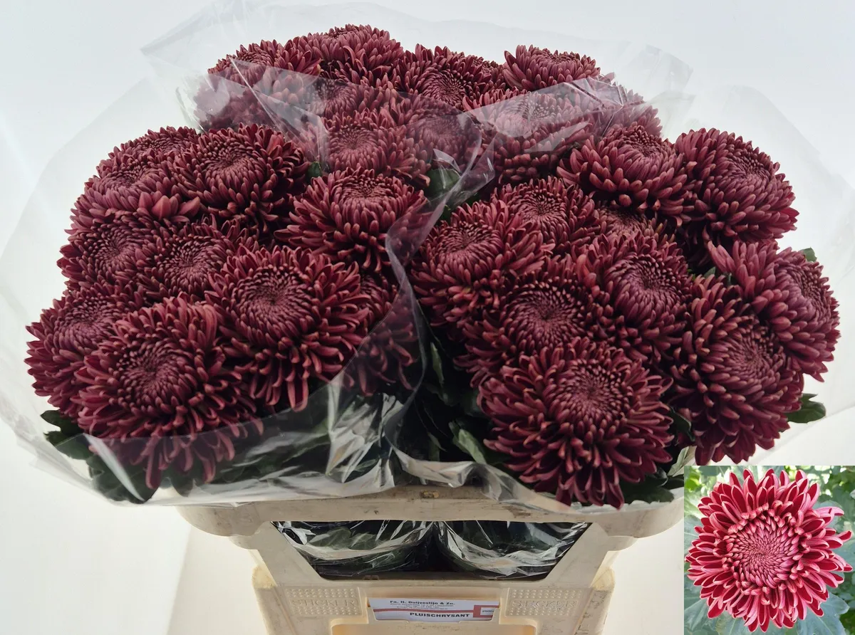 Chr G Bigoudi Red • 75 cm