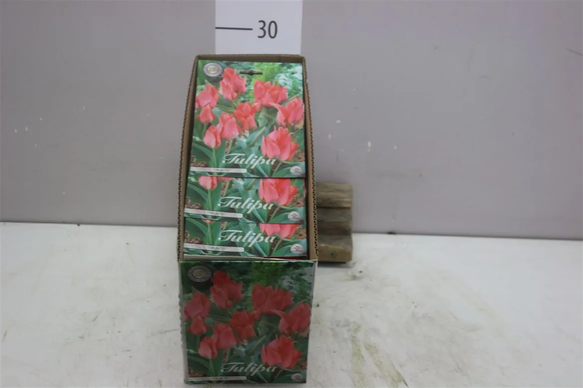 Bol Tulp Greigii Toronto X10