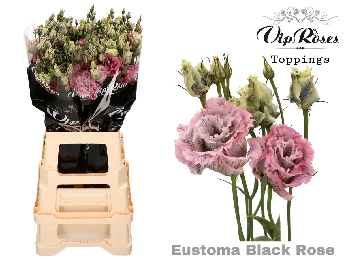 Eustóma plnokvetá Alissa Black Rose • 70 cm