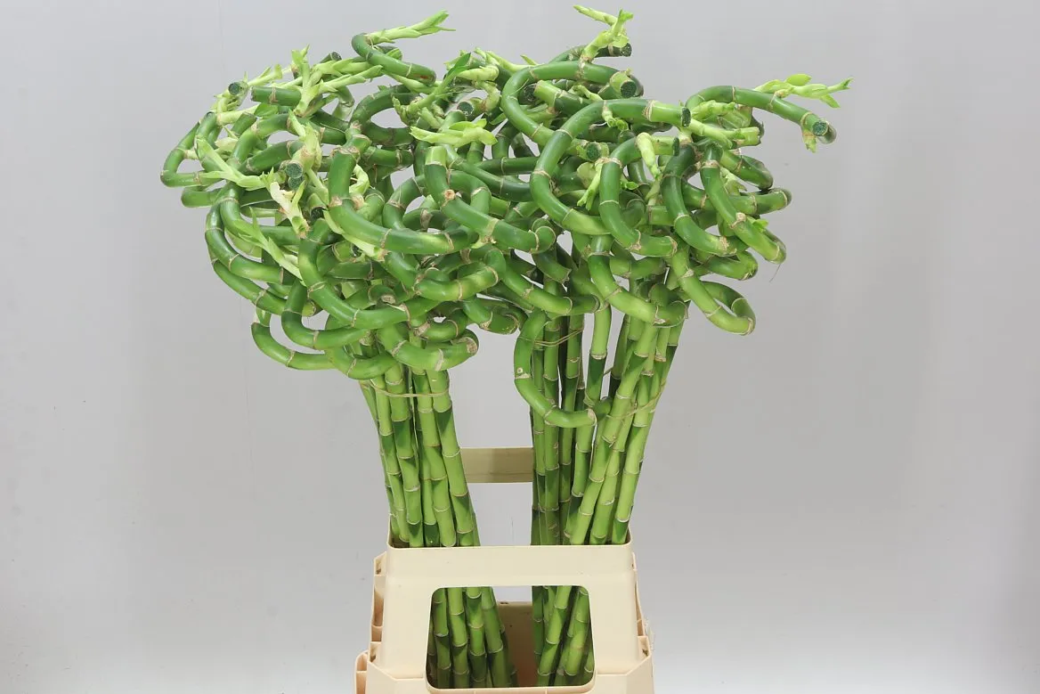 Lucky Bamboo Twisted • 80 cm
