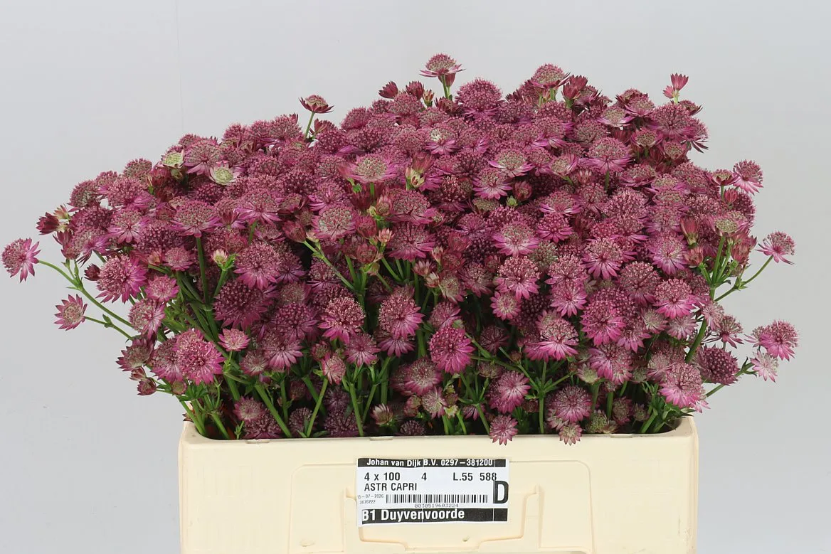 Astrantia Capri • 55 cm