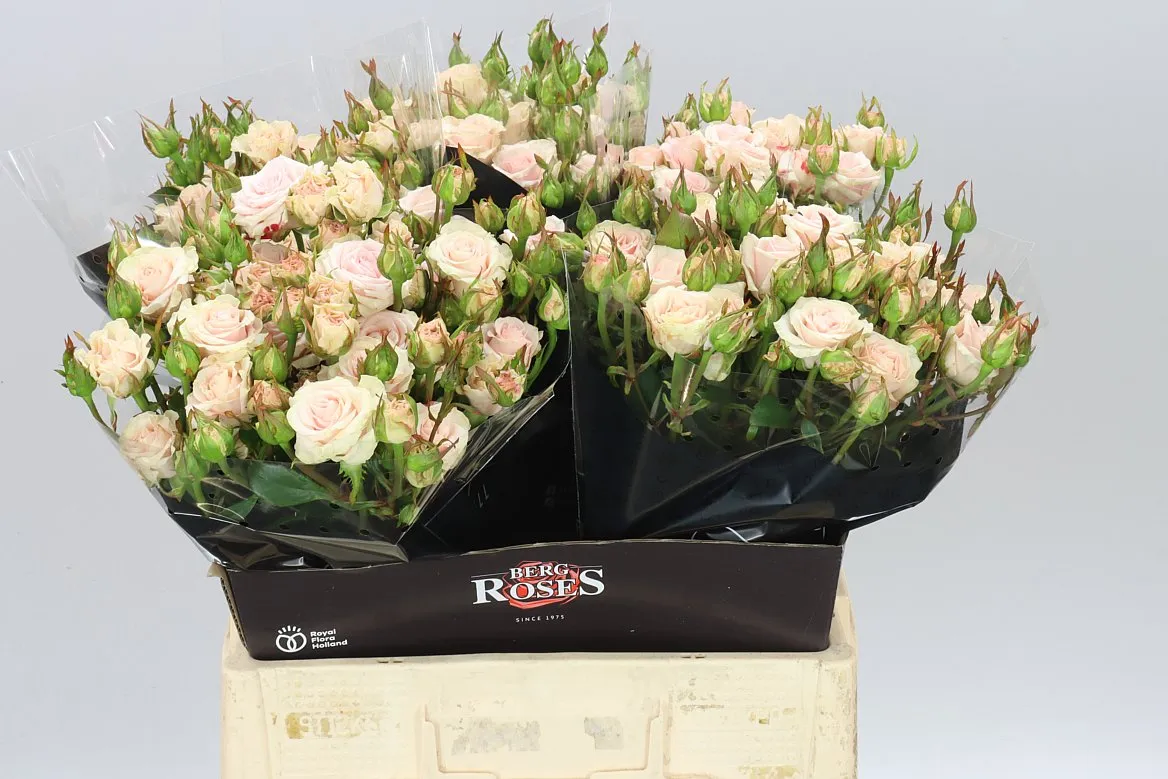 Rosa Tr Morning Star X5 • 60 cm