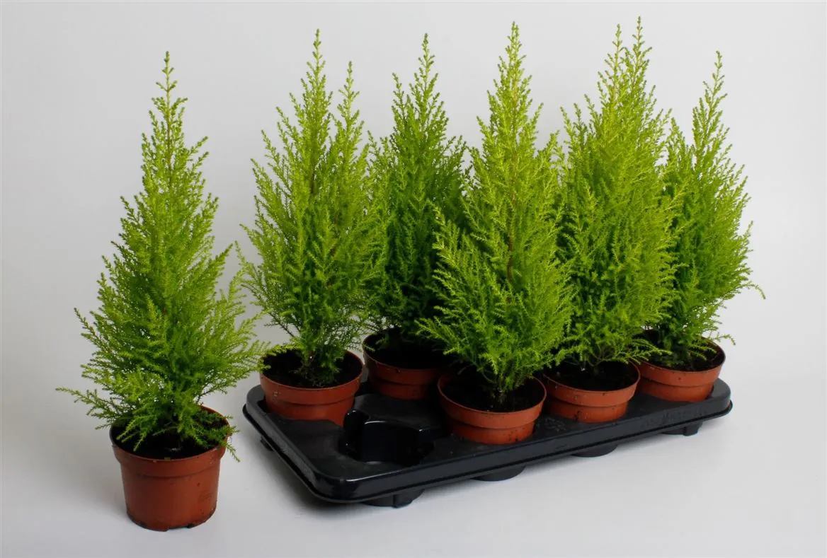 Cupressus Wilma • črepník 12 cm