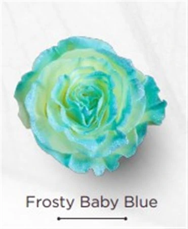 Ruža farbená Frosty Baby Blue, Ekvádor • 50 cm