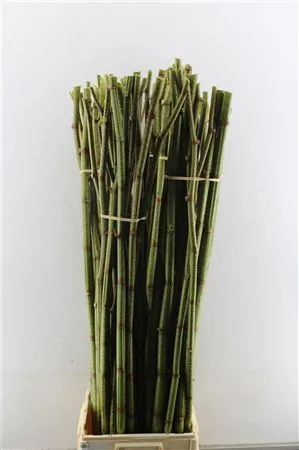 Polygonum • 140 cm
