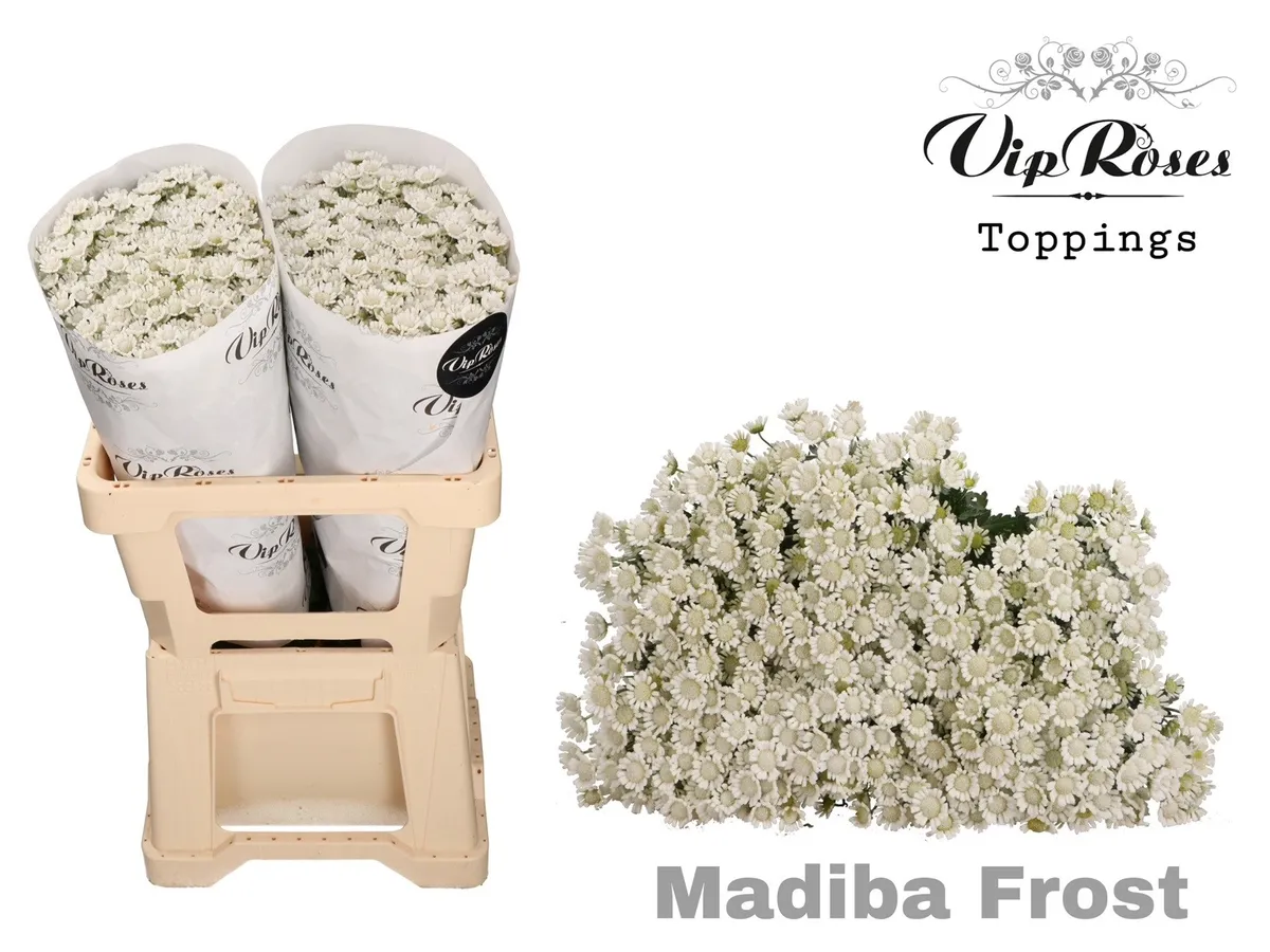 Chryzantéma santini Madiba Frost • 55 cm