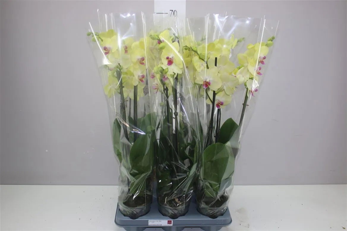 Orchidea Phalaenopsis žltá, 3 výhony • črepník 12 cm