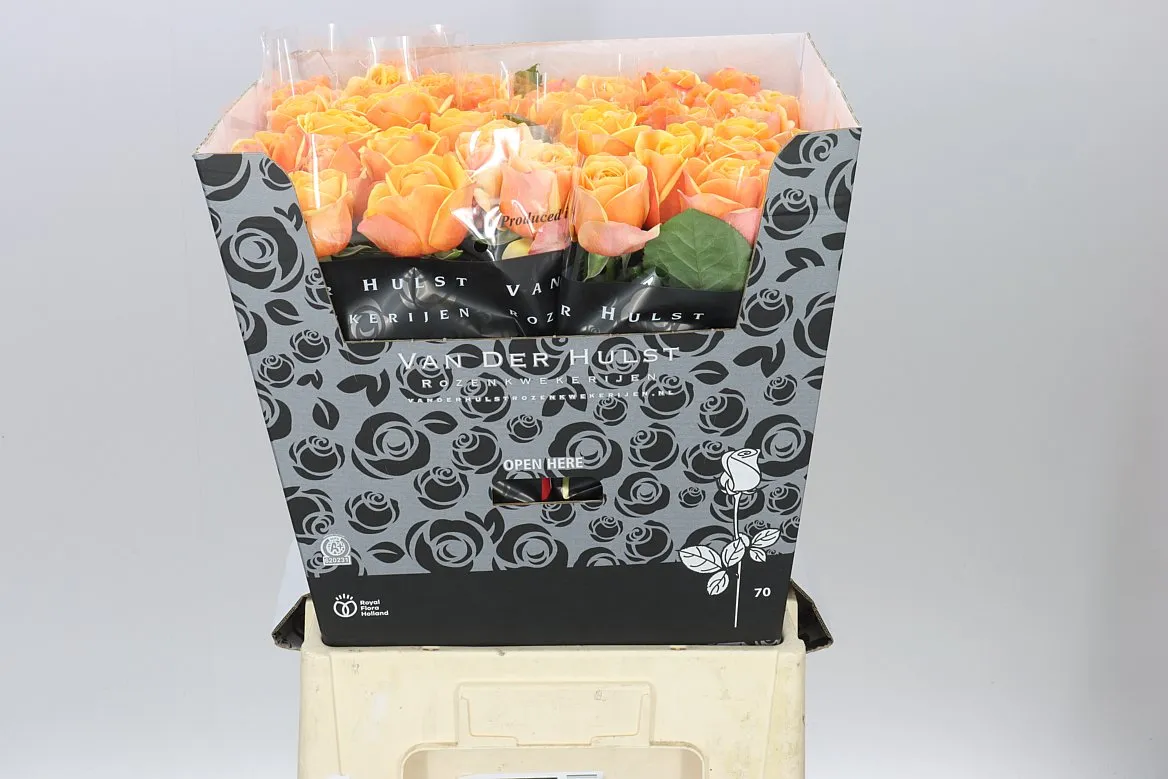 Rosa Gr Heliane Orange+ • 70 cm
