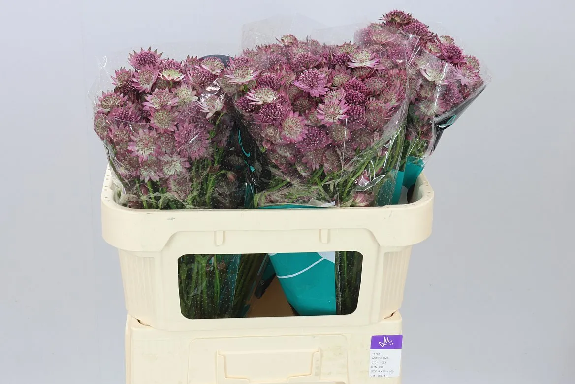 Astrantia Roma • 70 cm