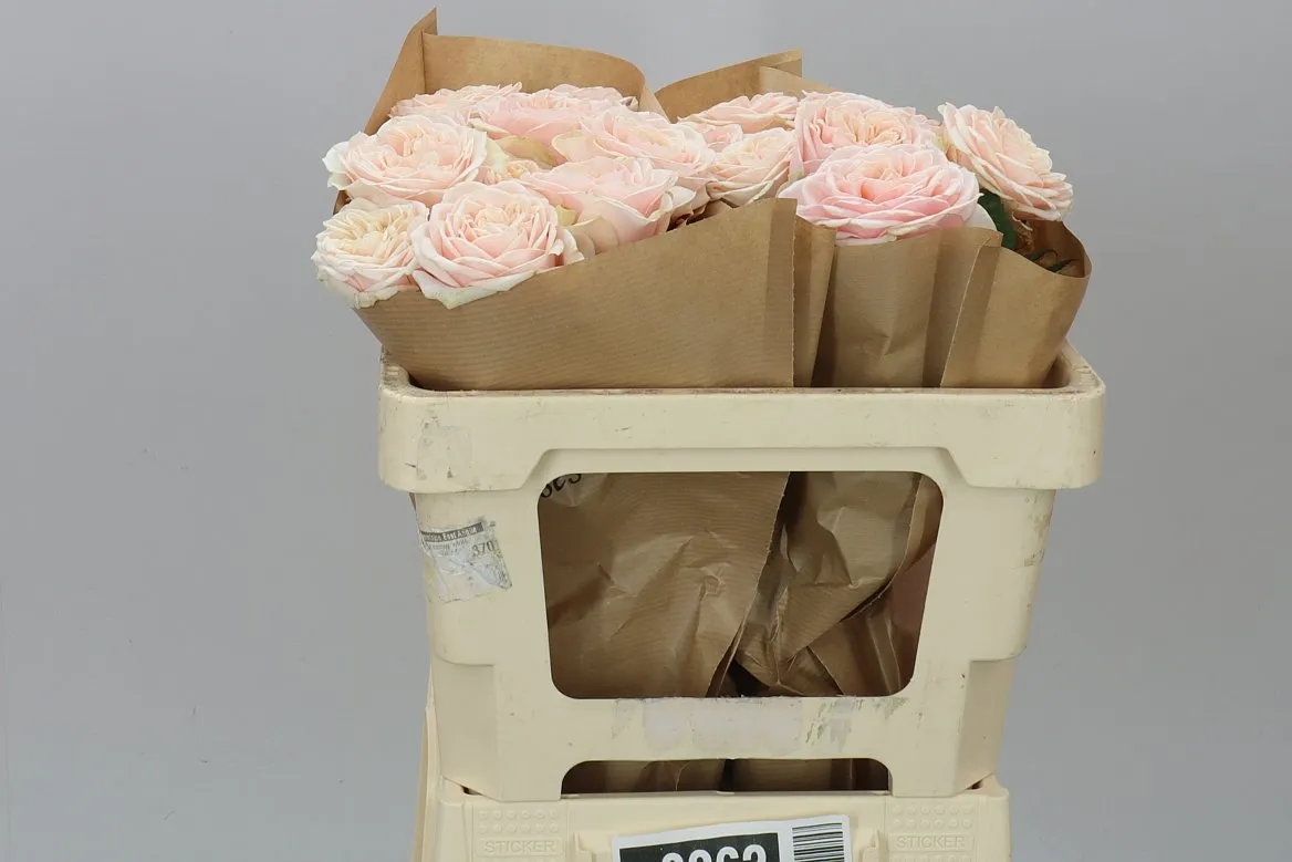 Rosa Gar Love Fountain • 50 cm