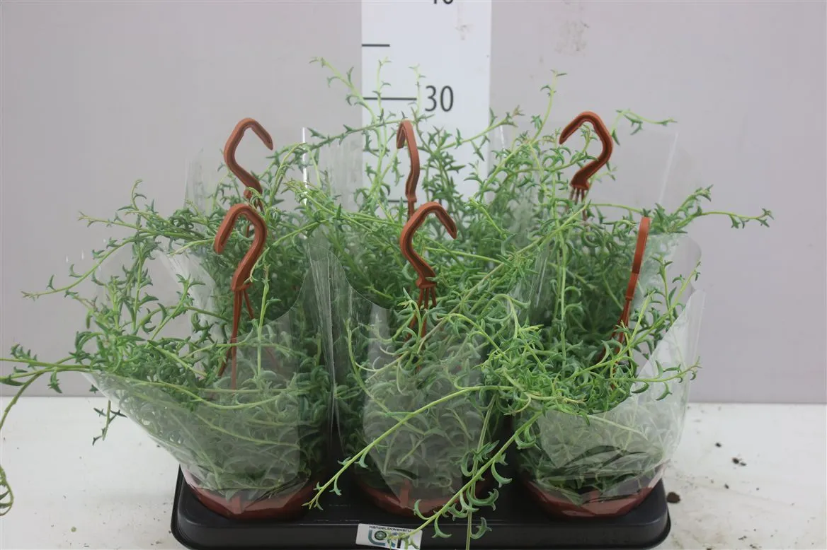 Senecio Dolphin Hang • črepník 12 cm