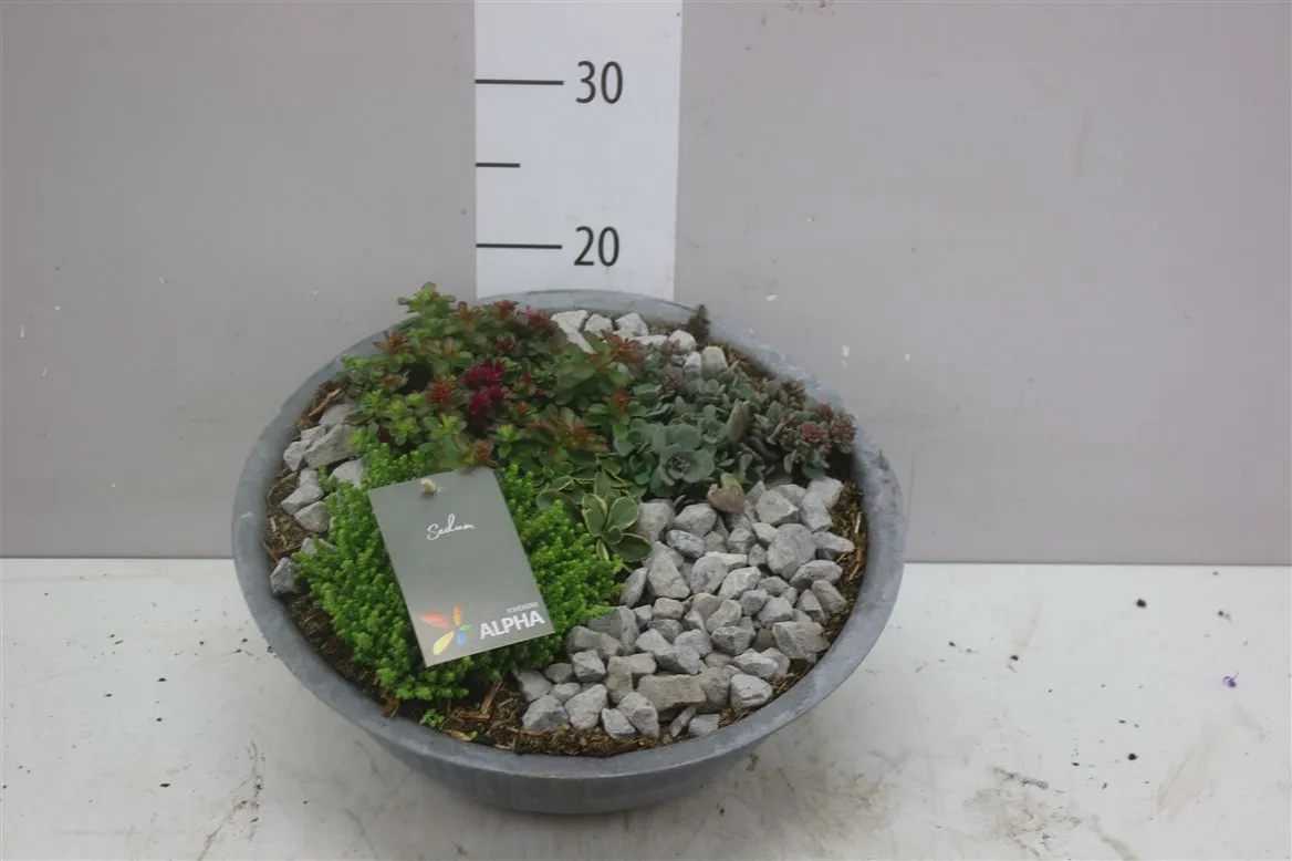Sedum Gemengd In Zinken Schaal X • črepník 36 cm