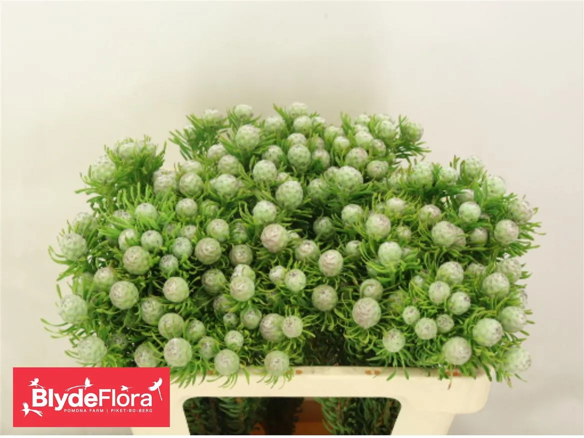 Kaaps Jade Pearl Spray • 50 cm