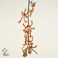 D Arachnis James Story • 60 cm