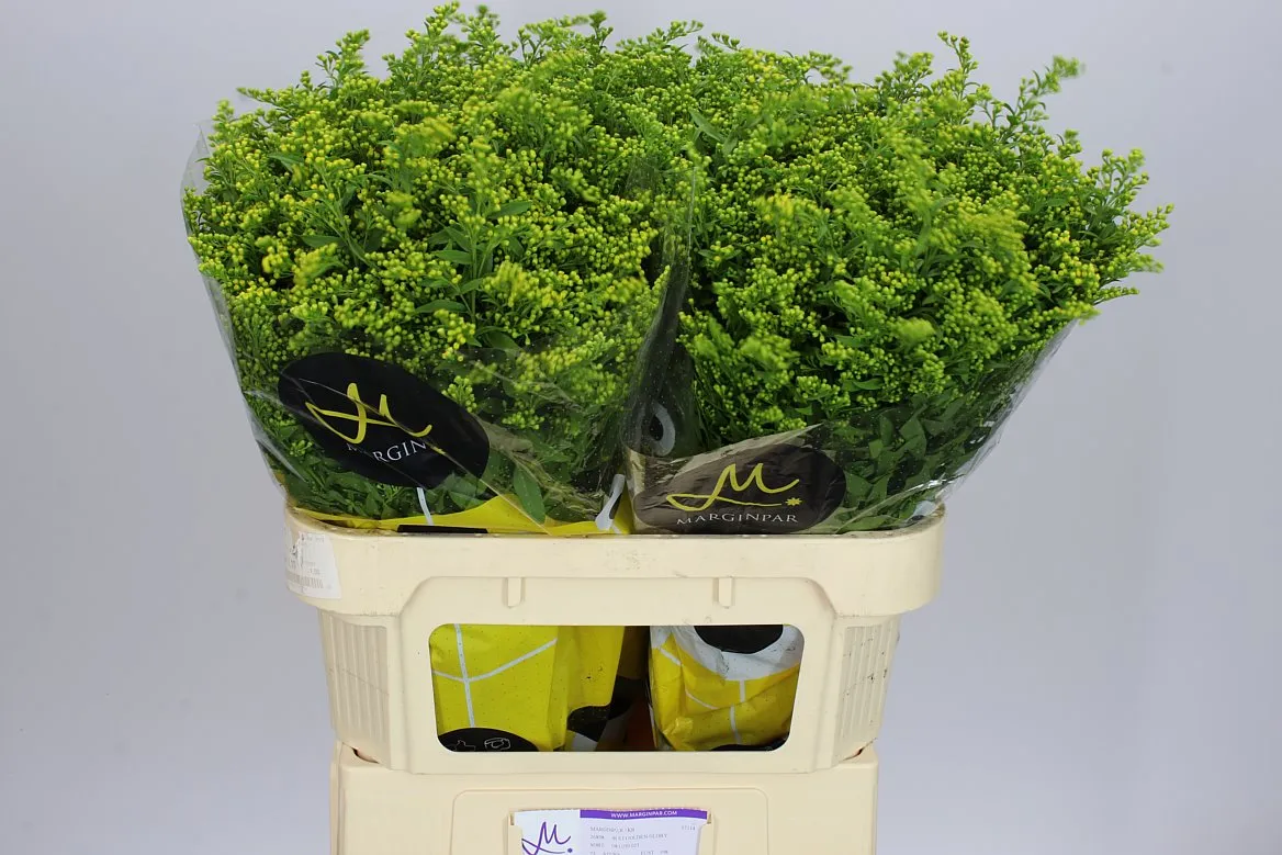 Solidago Golden Glory • 80 cm