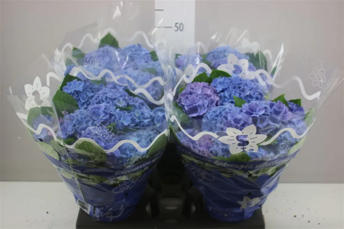 Hortenzia črepníková Blauer Zwerg 10+ • črepník 14 cm
