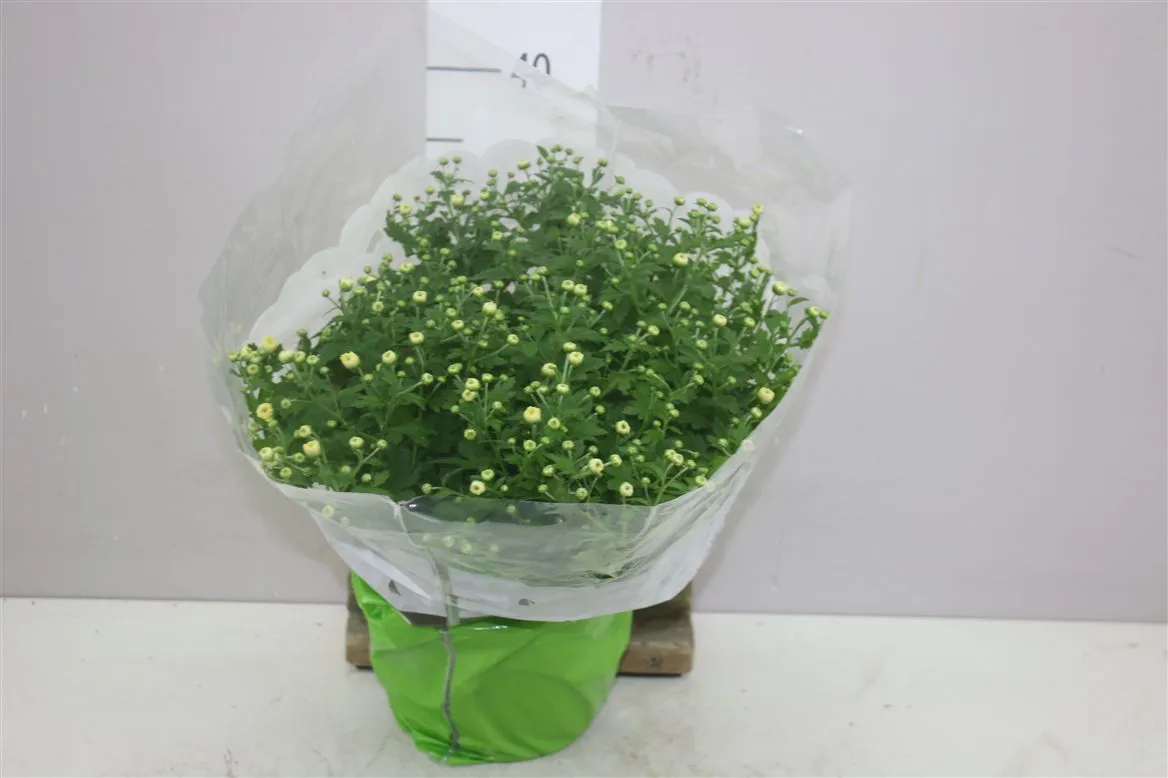 Chrysanth Bol Jasoda White • črepník 19 cm