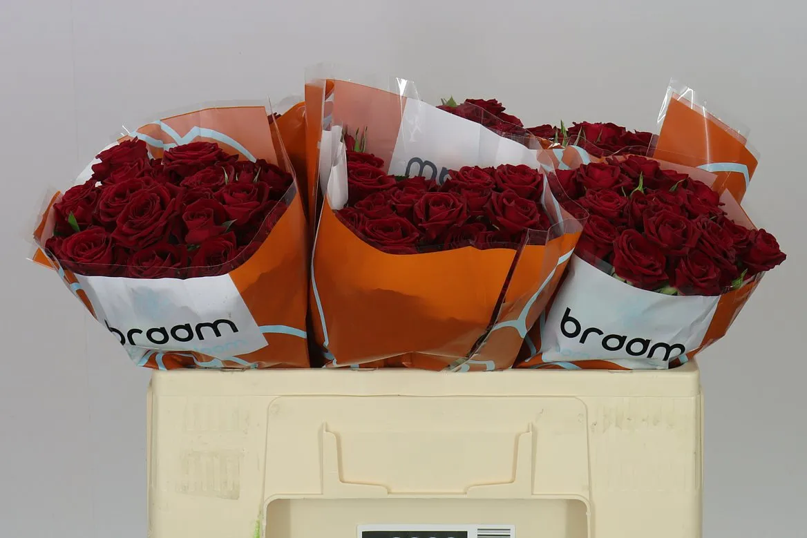 Rosa Tr Rubicon 2/4 • 50 cm