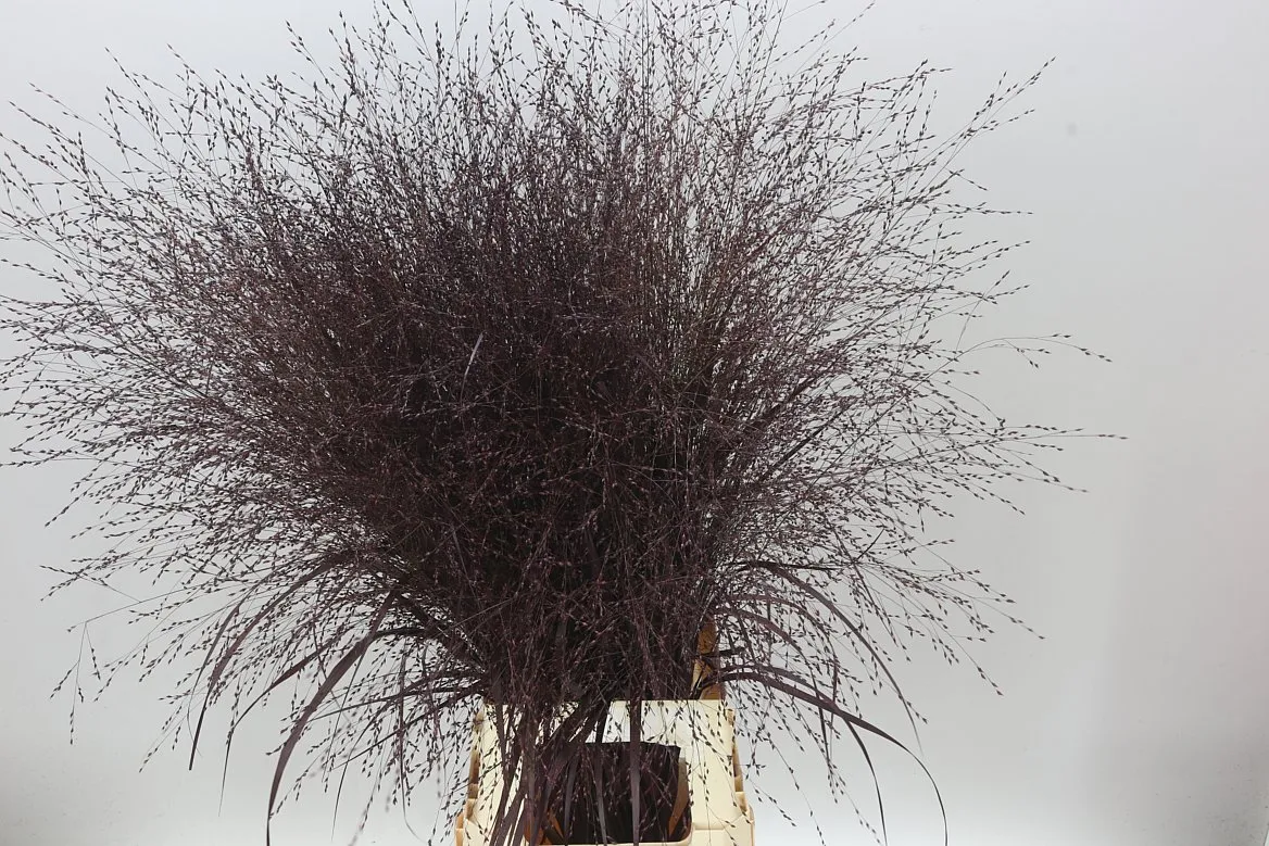 Panicum Painted Aubergine • 90 cm