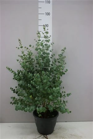 Eukalyptus Urnigera • črepník 23 cm