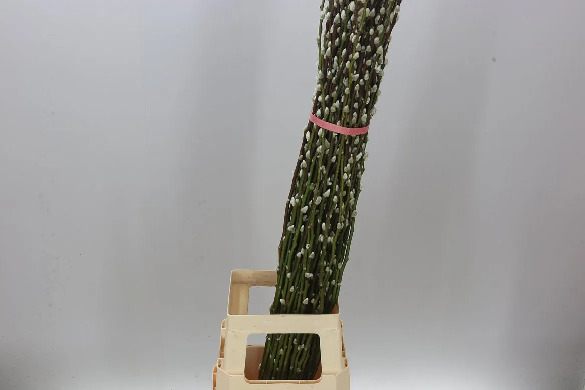 Salix Snow Flake • 120 cm