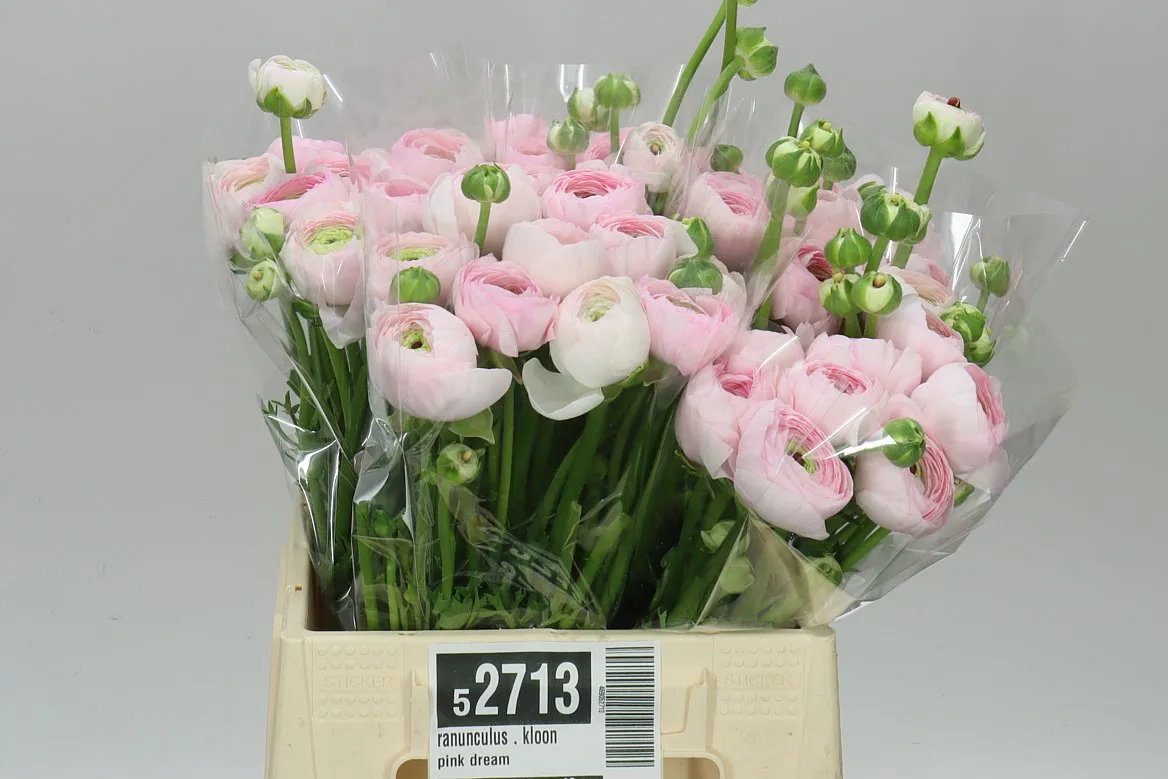 Iskerník . Kloon Pink • 40 cm