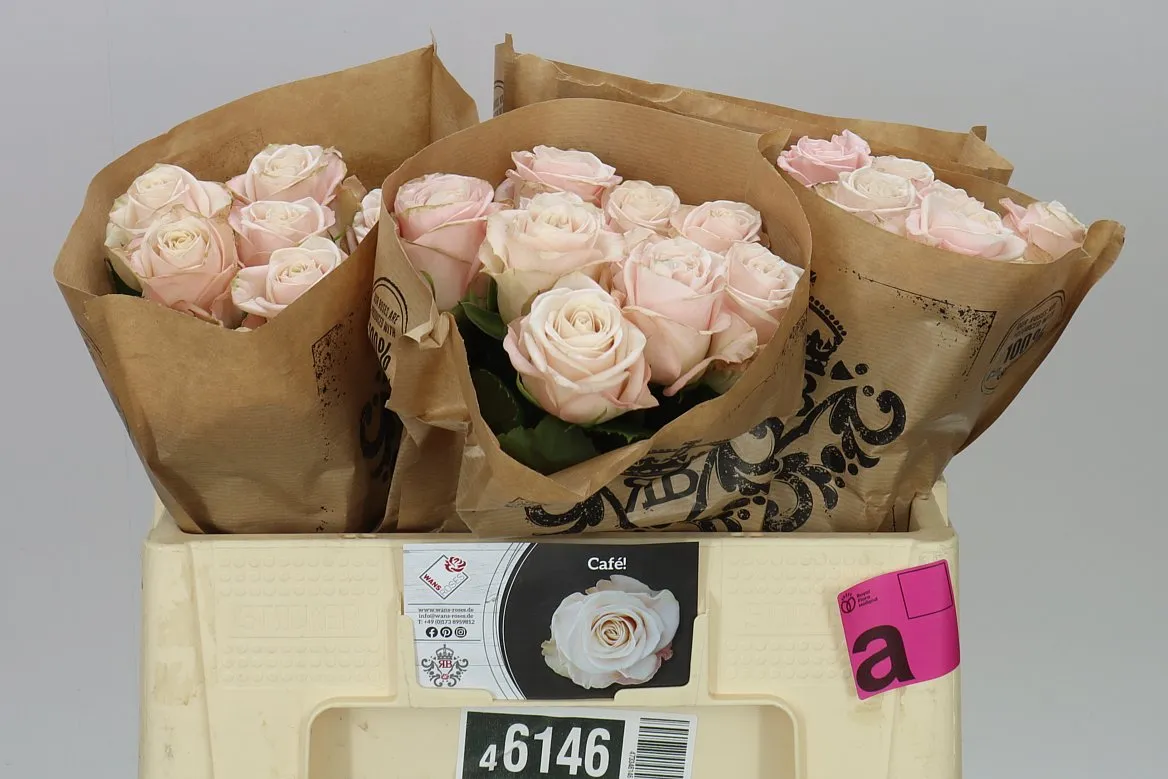 Rosa Gar Cafe • 50 cm