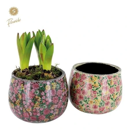 Hyacinth mix 3603 Late Fashion 3pp • črepník 15 cm
