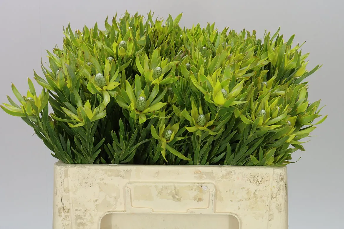 Leucadendron Pizza Spray • 50 cm