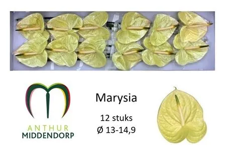 Anth Marysia