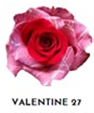 Ruža farbená Valentine 27, Ekvádor • 50 cm