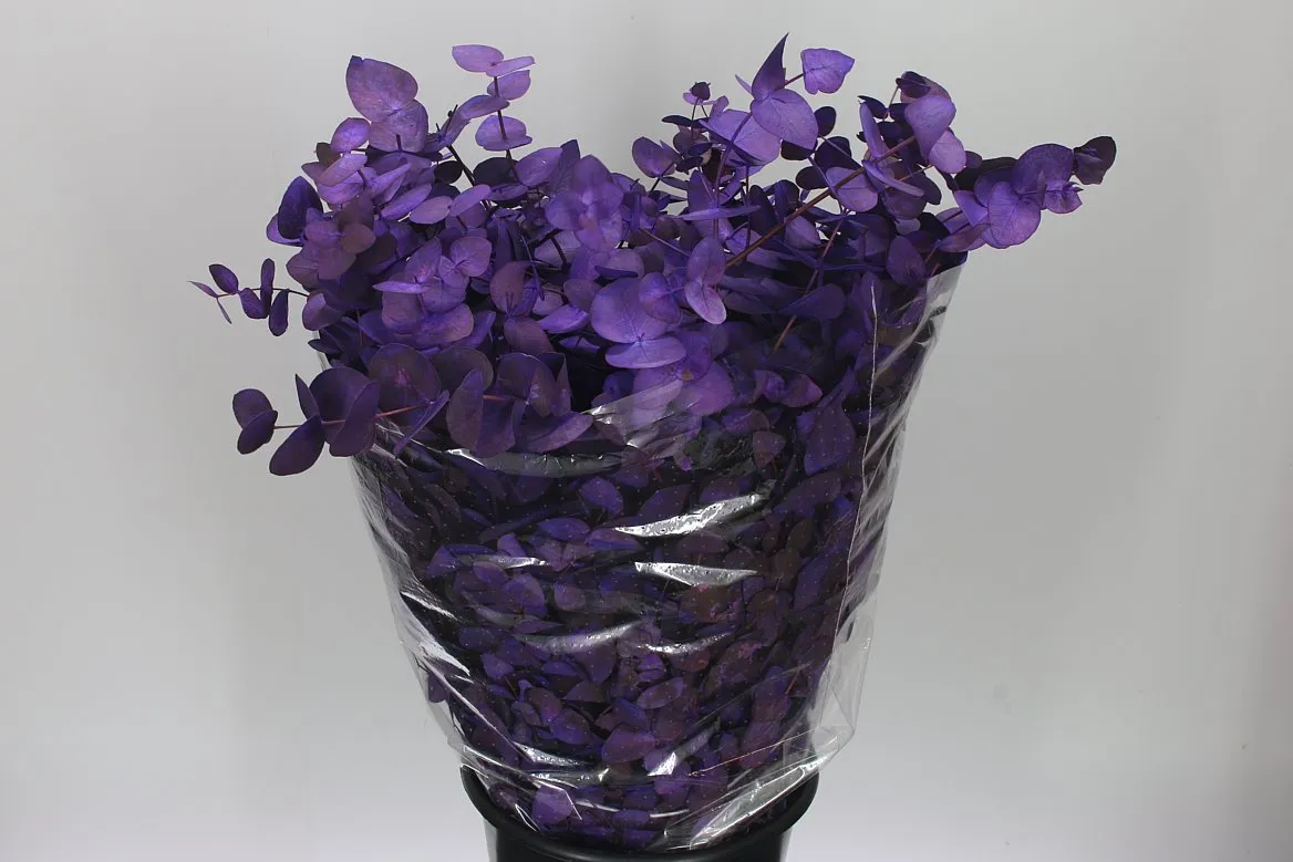 Cinerea Purple • 75 cm