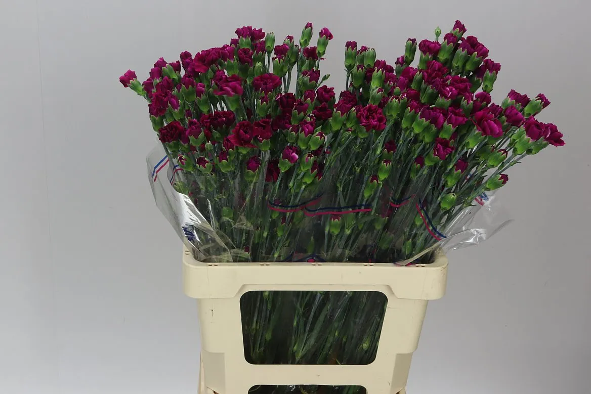 Di Tr Purple • 65 cm