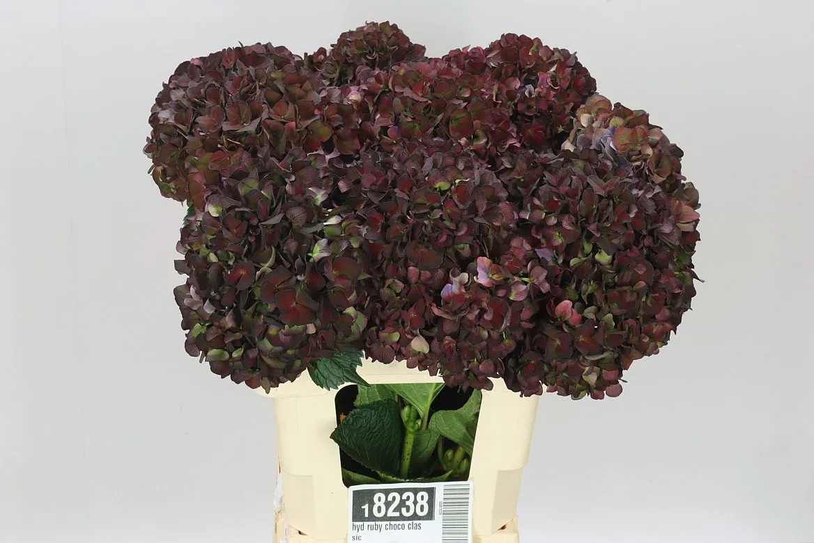 Hortenzia Ruby Choco Classic • 60 cm