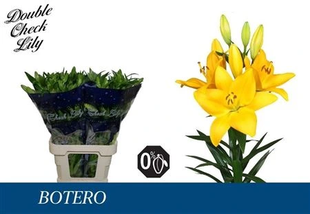 Ľalia LA Botero 3+ • 85 cm