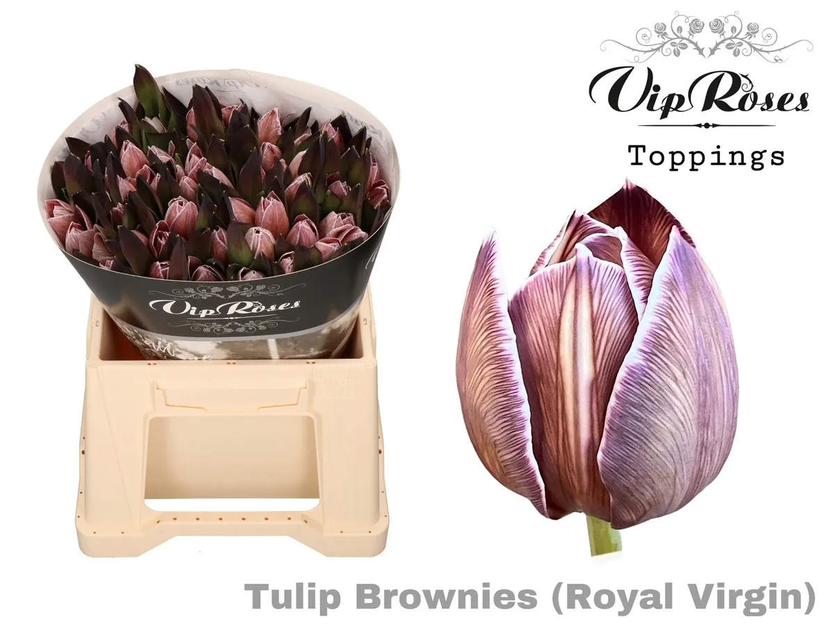Tulipán jednoduchý Rv Brownies • 38 cm