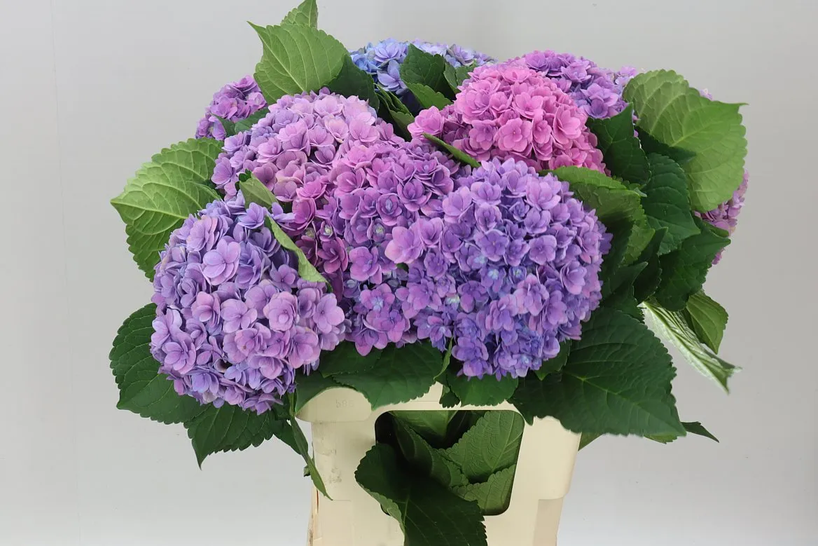 Hyd Majestic Lilac • 60 cm