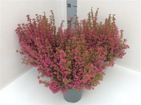 Erica Zo Gracilis Rood • črepník 11 cm