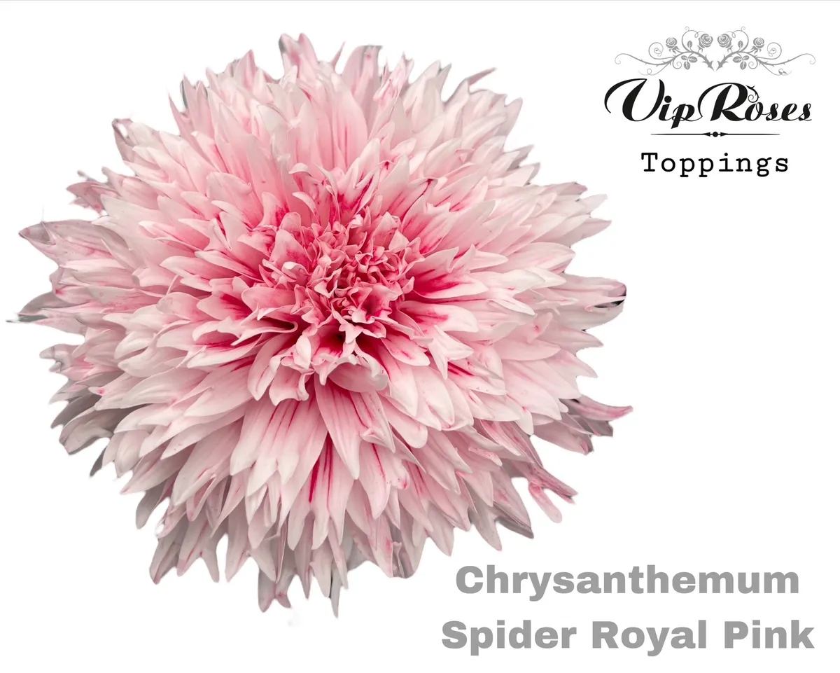 Chryzantéma veľkokvetá Spider Royal Pink • 70 cm
